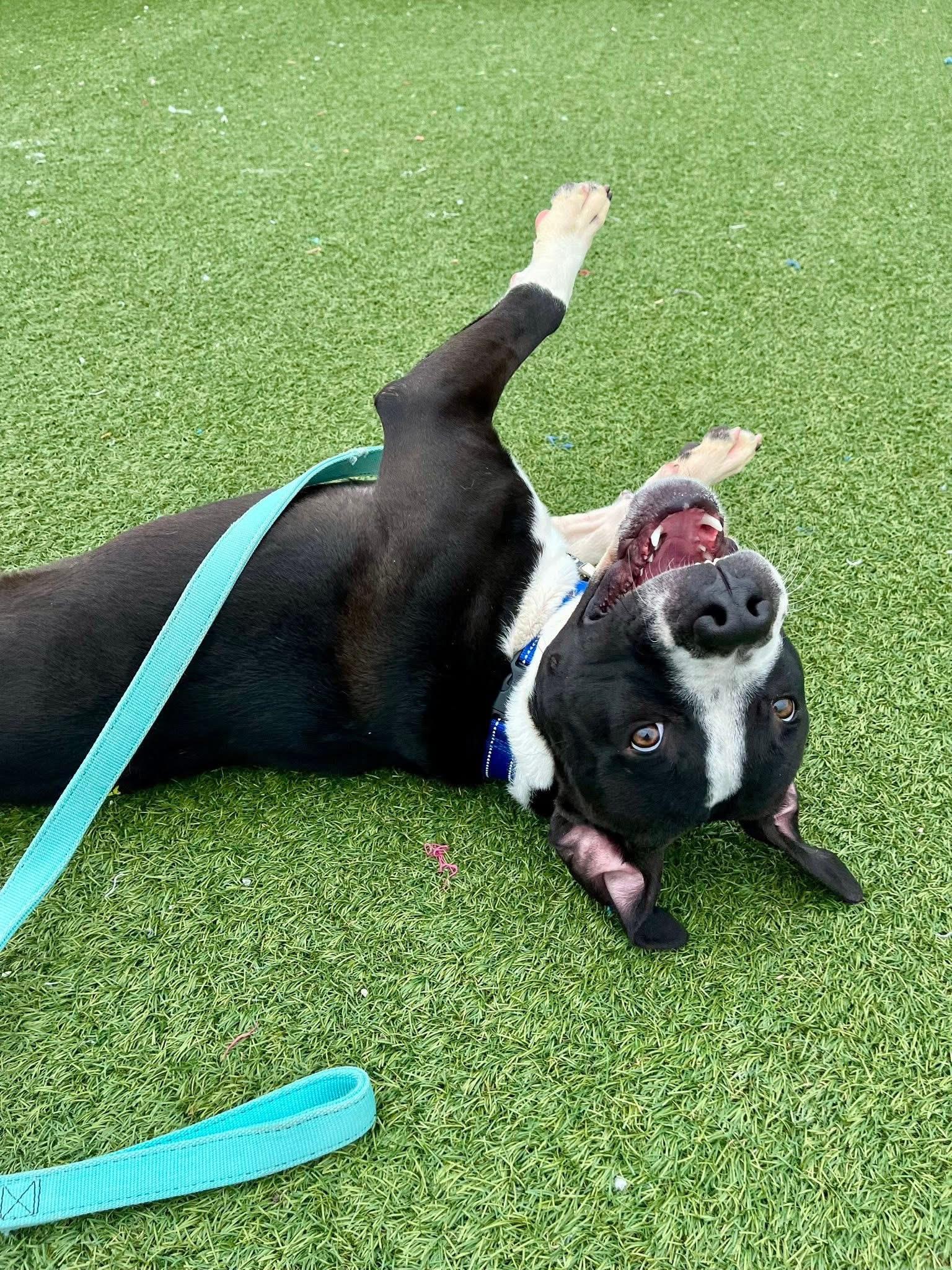 Enlarge Smitty, an adoptable mixed breed in Cleveland, OH image 3/6