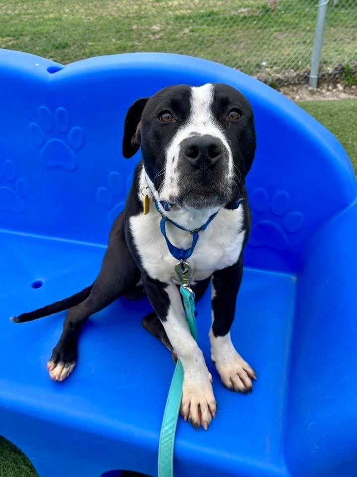Enlarge Smitty, an adoptable mixed breed in Cleveland, OH image 2/6