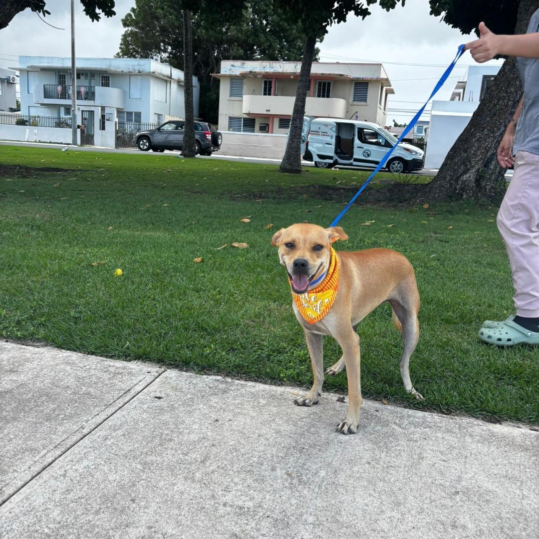 Enlarge Mia, an adoptable mixed breed in Albion, NY image 1/6
