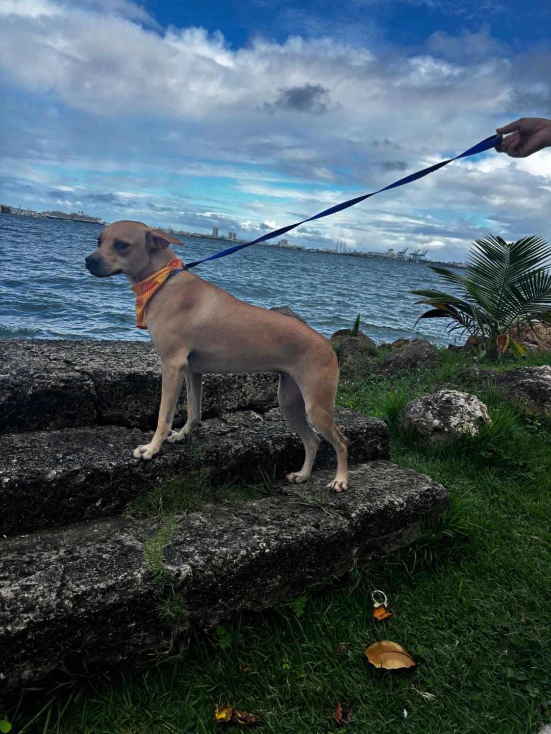 Enlarge Mia, an adoptable mixed breed in Albion, NY image 2/6