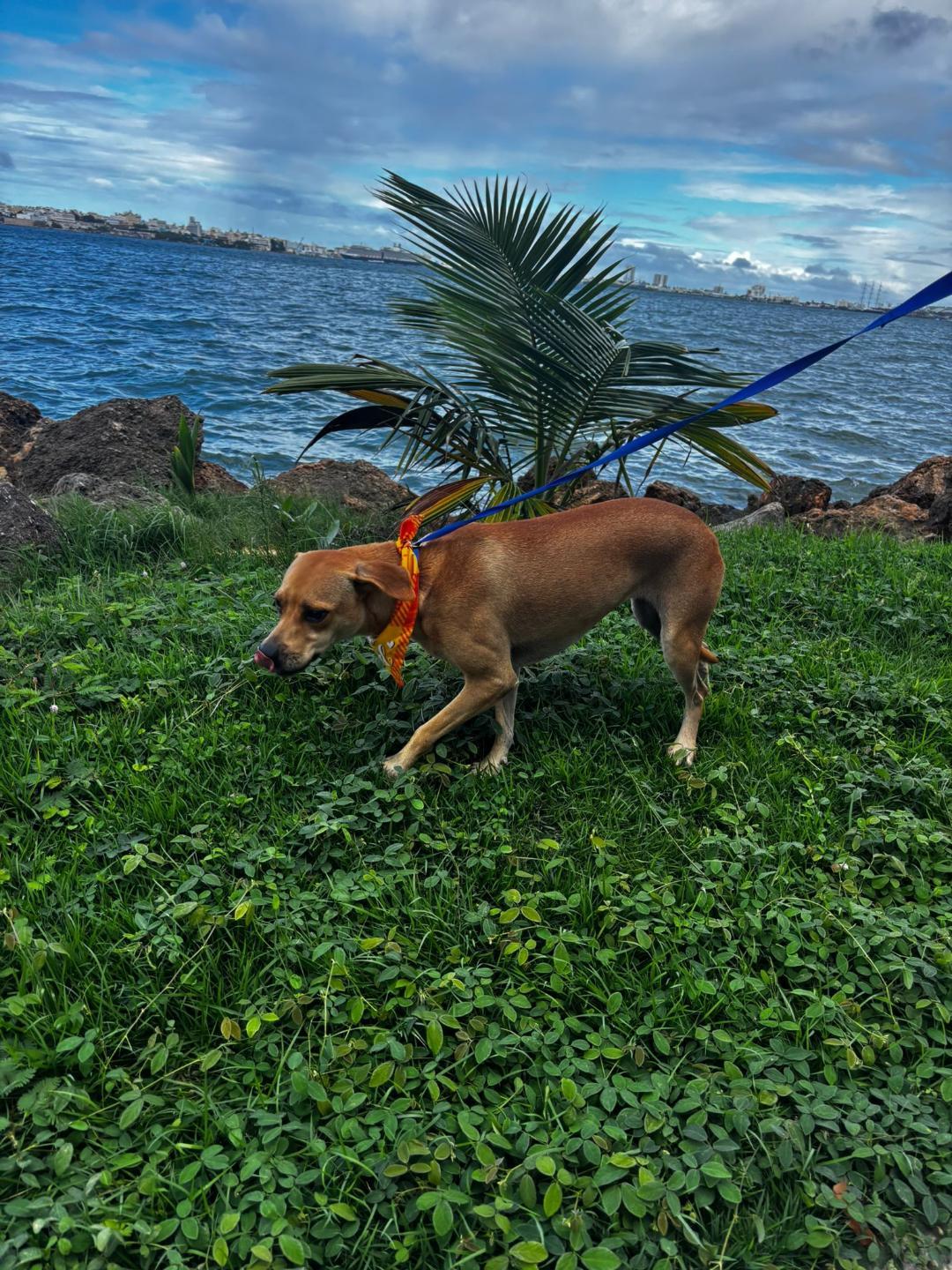 Enlarge Mia, an adoptable mixed breed in Albion, NY image 6/6