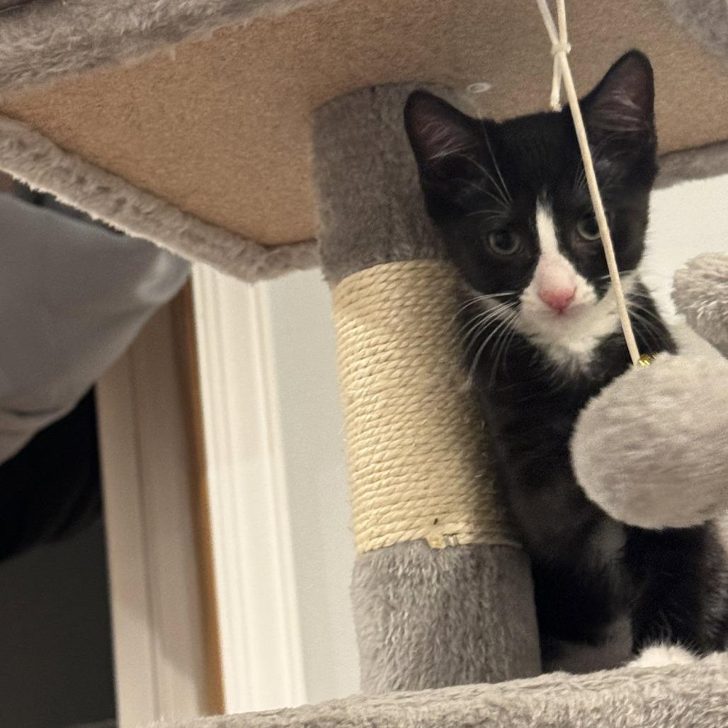 Enlarge Luigi, a Adoptable Domestic Short Hair in Georgetown, KY image 1/2