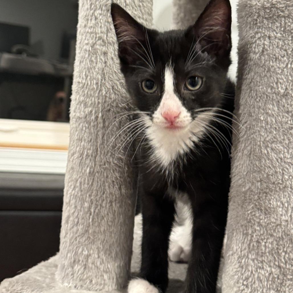 Enlarge Luigi, a Adoptable Domestic Short Hair in Georgetown, KY image 2/2