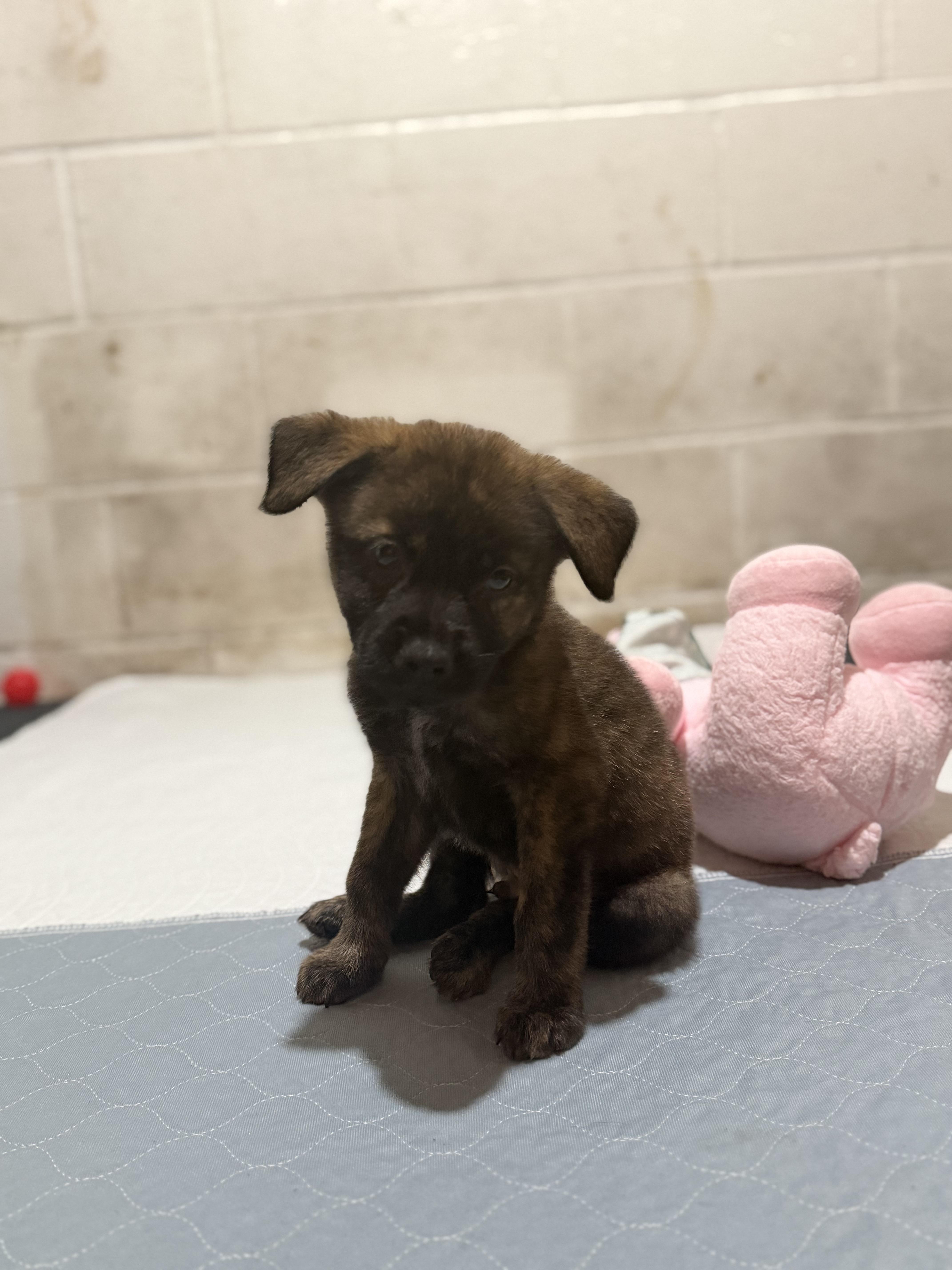 Harbor, a ADOPTABLE mixed breed in Seville, OH image 2/3
