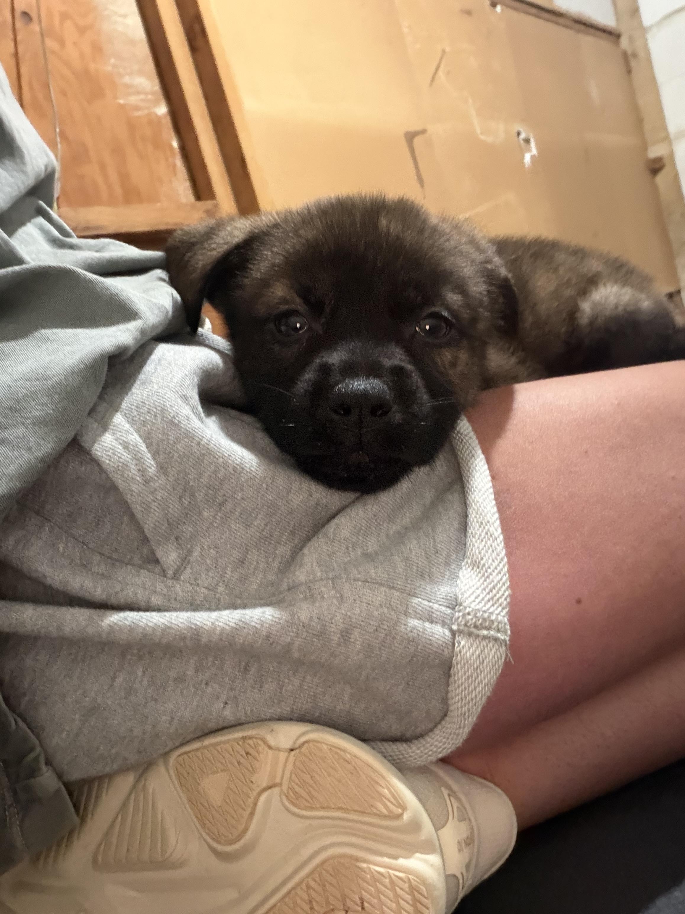 Harbor, a ADOPTABLE mixed breed in Seville, OH image 3/3