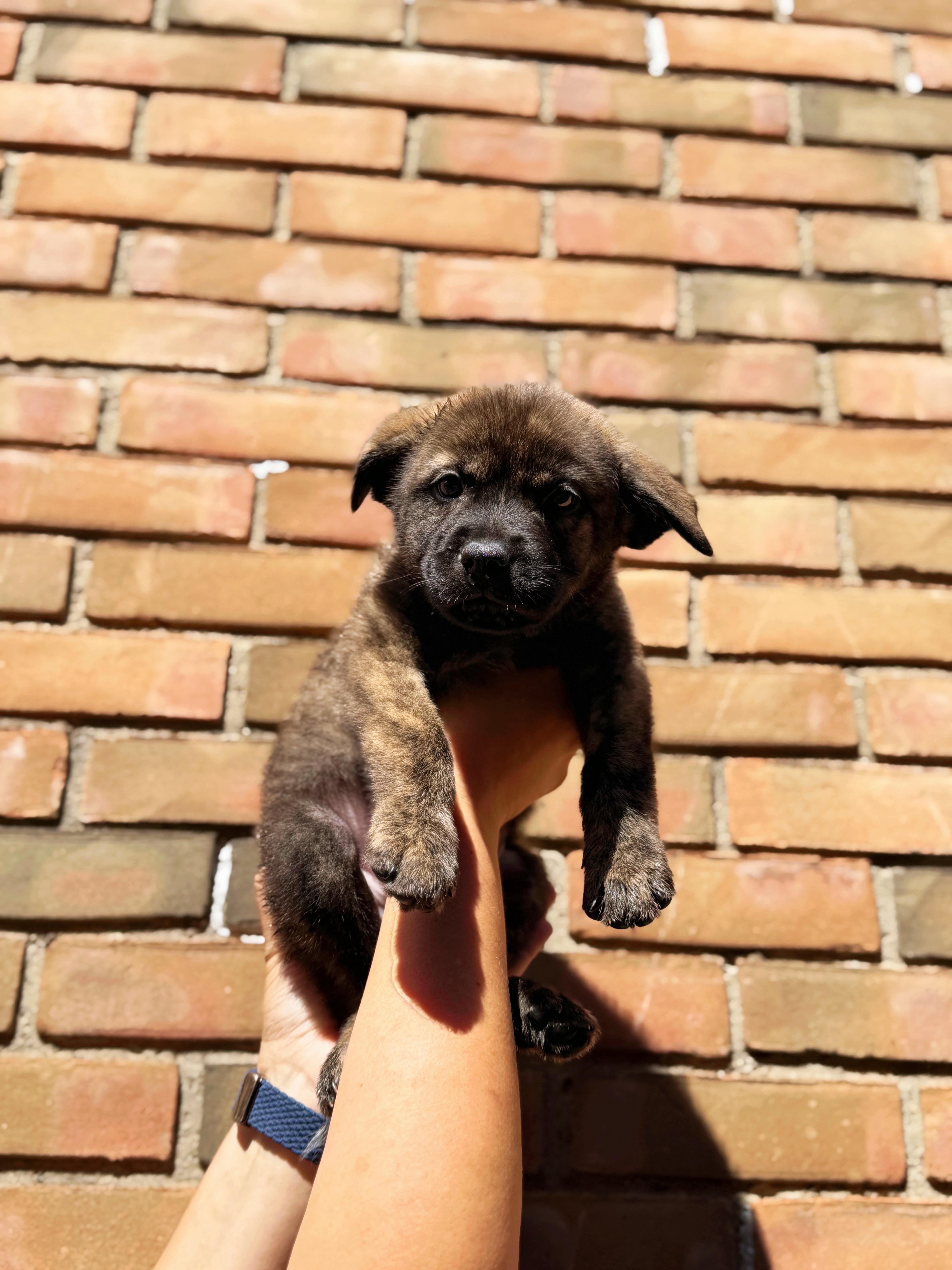 Harbor, a ADOPTABLE mixed breed in Seville, OH image 1/3