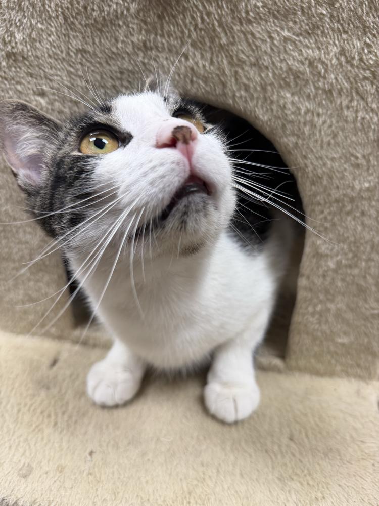 Enlarge Tigger, a Adoptable Domestic Short Hair in Marietta, GA image 1/6