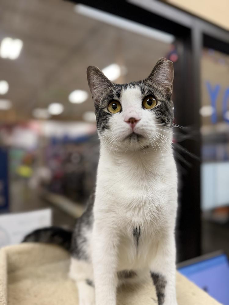 Enlarge Tigger, a Adoptable Domestic Short Hair in Marietta, GA image 2/6