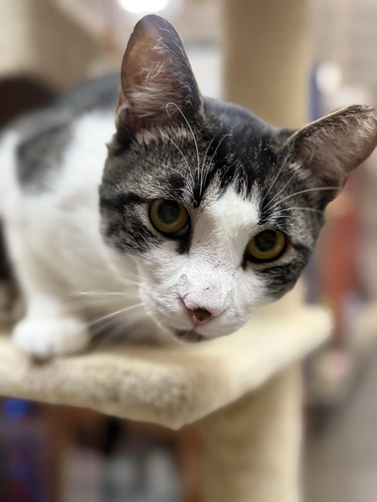 Enlarge Tigger, a Adoptable Domestic Short Hair in Marietta, GA image 3/6