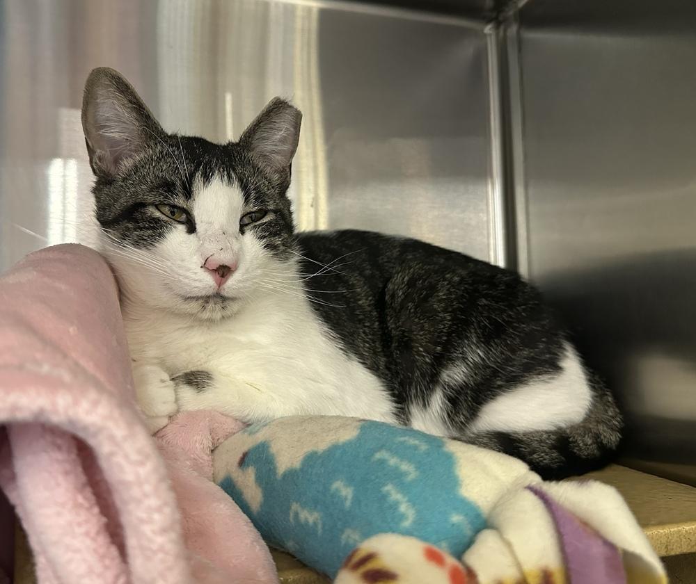 Enlarge Tigger, a Adoptable Domestic Short Hair in Marietta, GA image 4/6