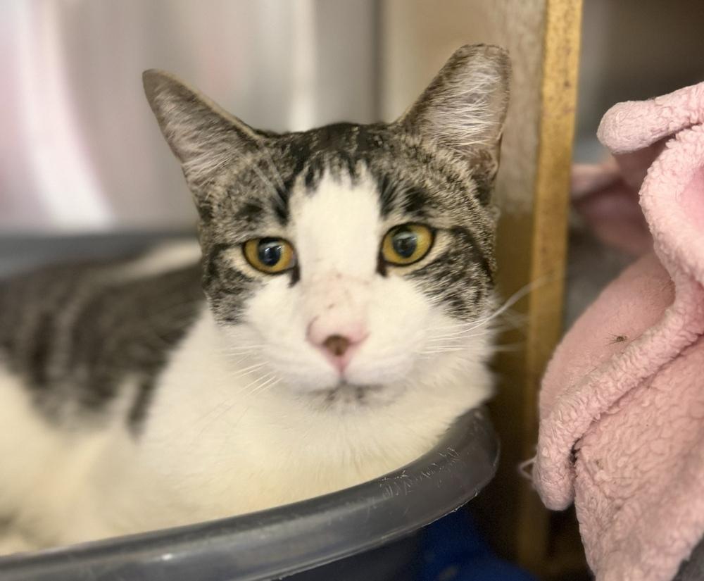 Enlarge Tigger, a Adoptable Domestic Short Hair in Marietta, GA image 5/6