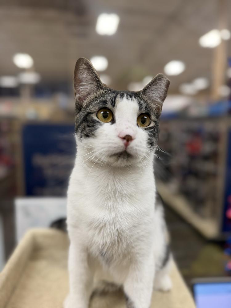 Enlarge Tigger, a Adoptable Domestic Short Hair in Marietta, GA image 6/6