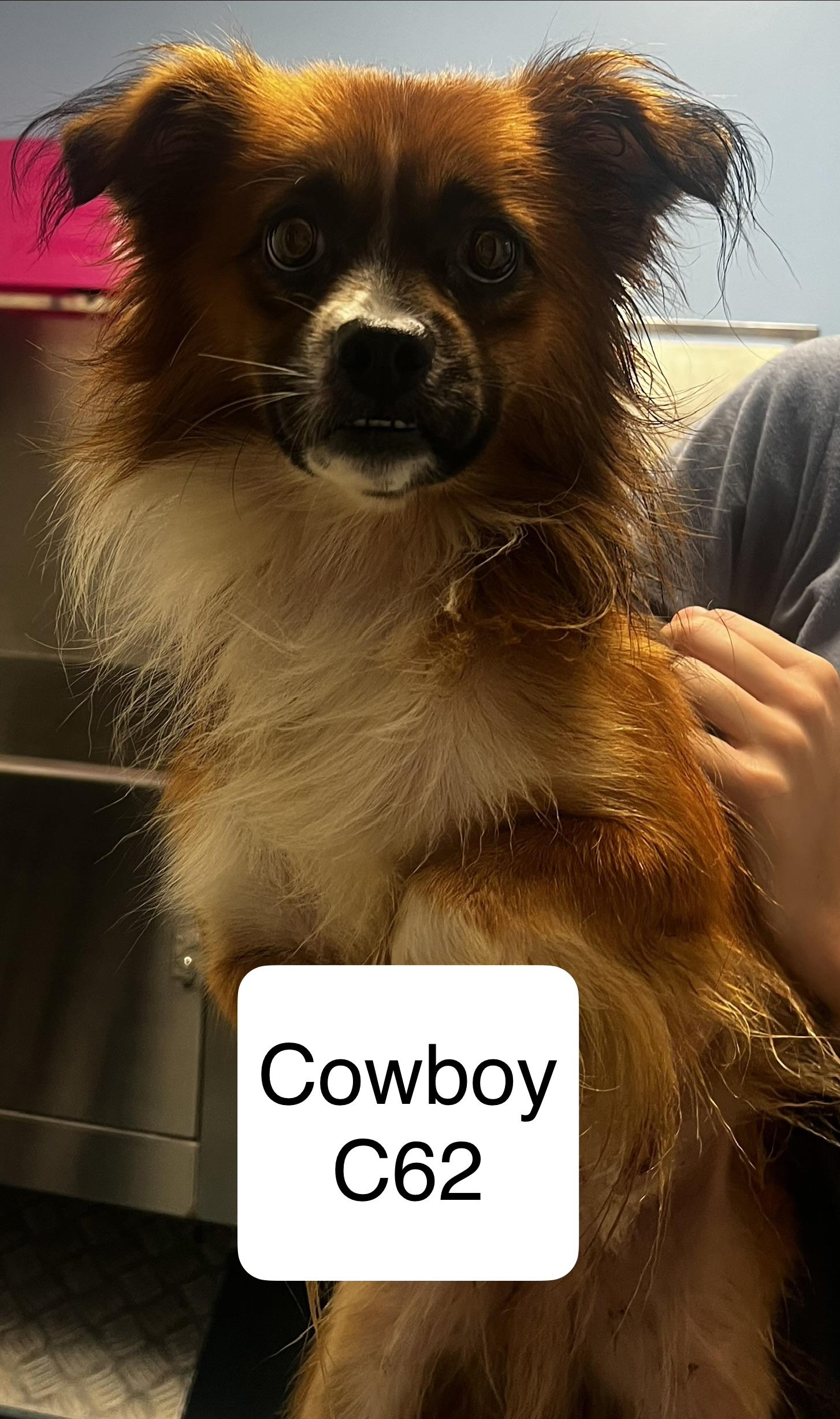 Cowboy, ADOPTABLE, Adult Male Chihuahua & Pekingese.