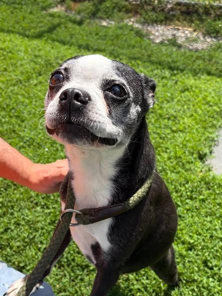 Jackie, adopted, Senior Female Boston Terrier.