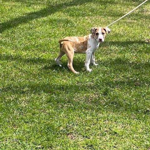 Enlarge Catfish, a ADOPTABLE mixed breed in LANETT, AL image 2/6