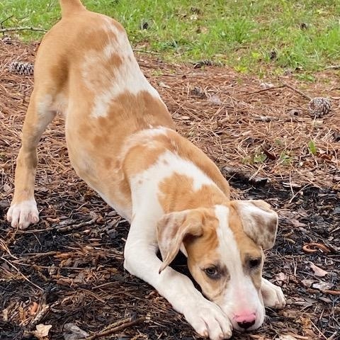 Catfish, ADOPTABLE, Young Male Catahoula Leopard Dog & Mixed Breed.