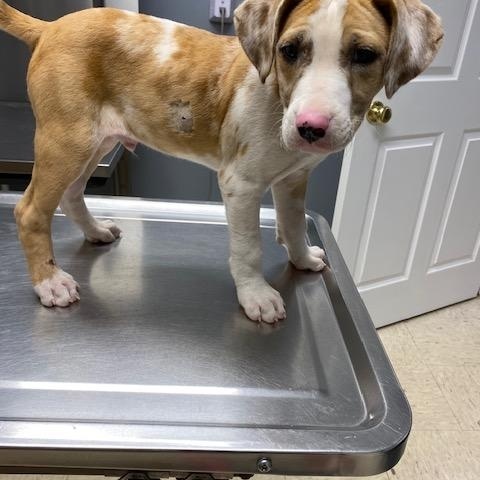 Enlarge Catfish, a ADOPTABLE mixed breed in LANETT, AL image 3/6