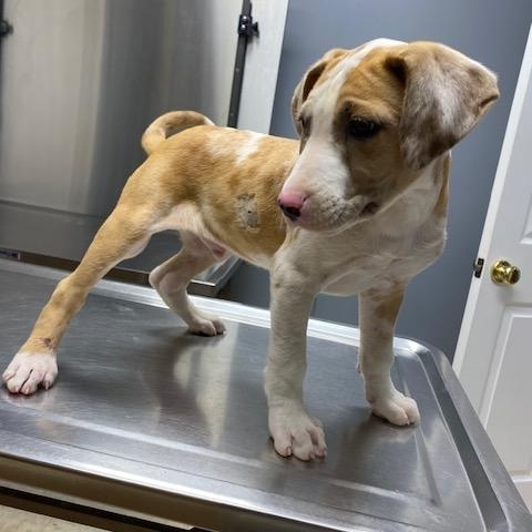 Enlarge Catfish, a ADOPTABLE mixed breed in LANETT, AL image 4/6