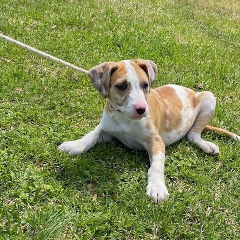 Enlarge Catfish, a ADOPTABLE mixed breed in LANETT, AL image 1/6