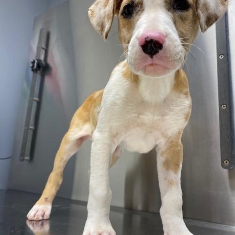 Enlarge Catfish, a ADOPTABLE mixed breed in LANETT, AL image 5/6