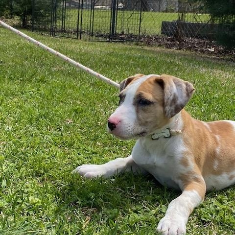 Enlarge Catfish, a ADOPTABLE mixed breed in LANETT, AL image 6/6