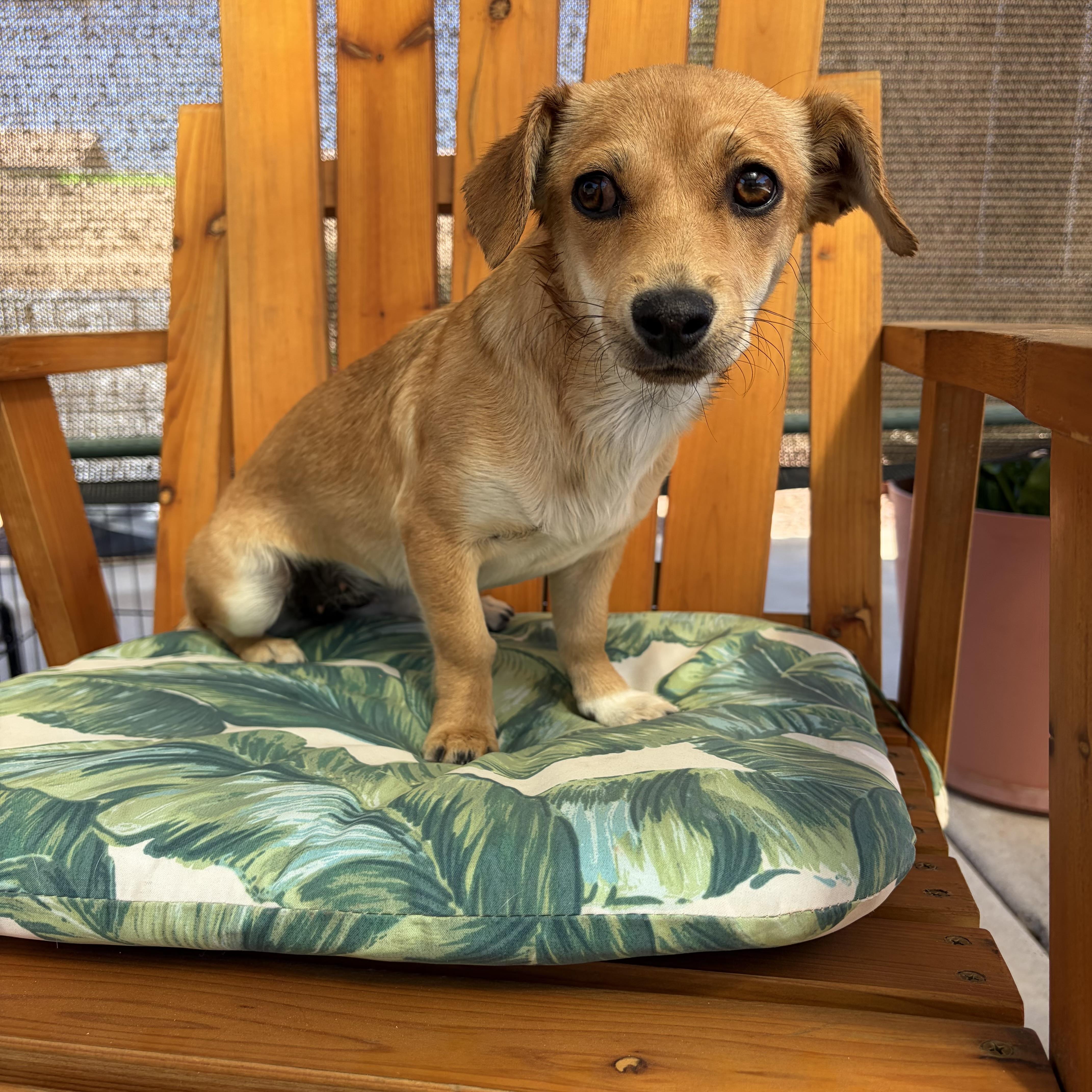 Enlarge Waffles, a Adoptable mixed breed in Phoenix, AZ image 4/6