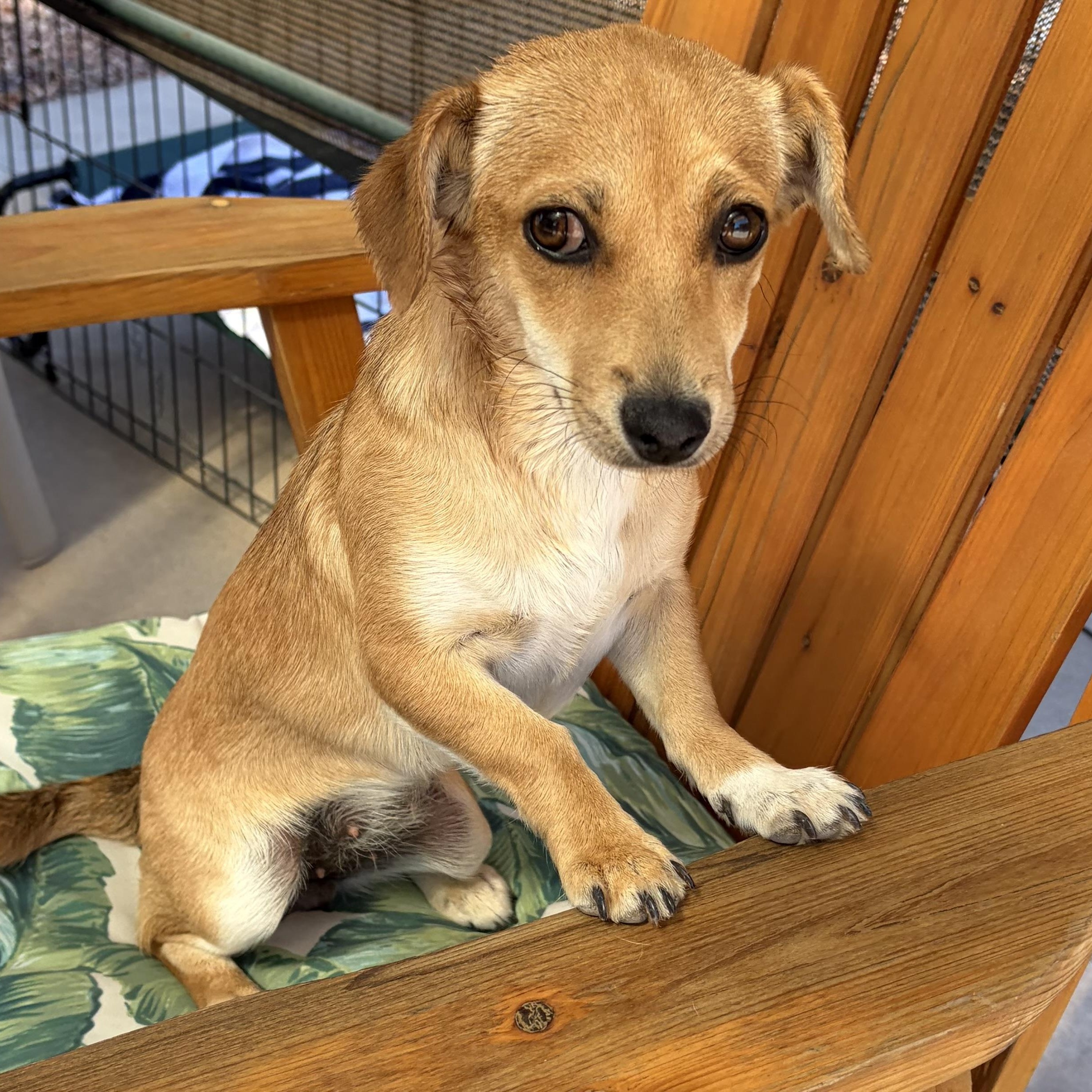 Enlarge Waffles, a Adoptable mixed breed in Phoenix, AZ image 3/6
