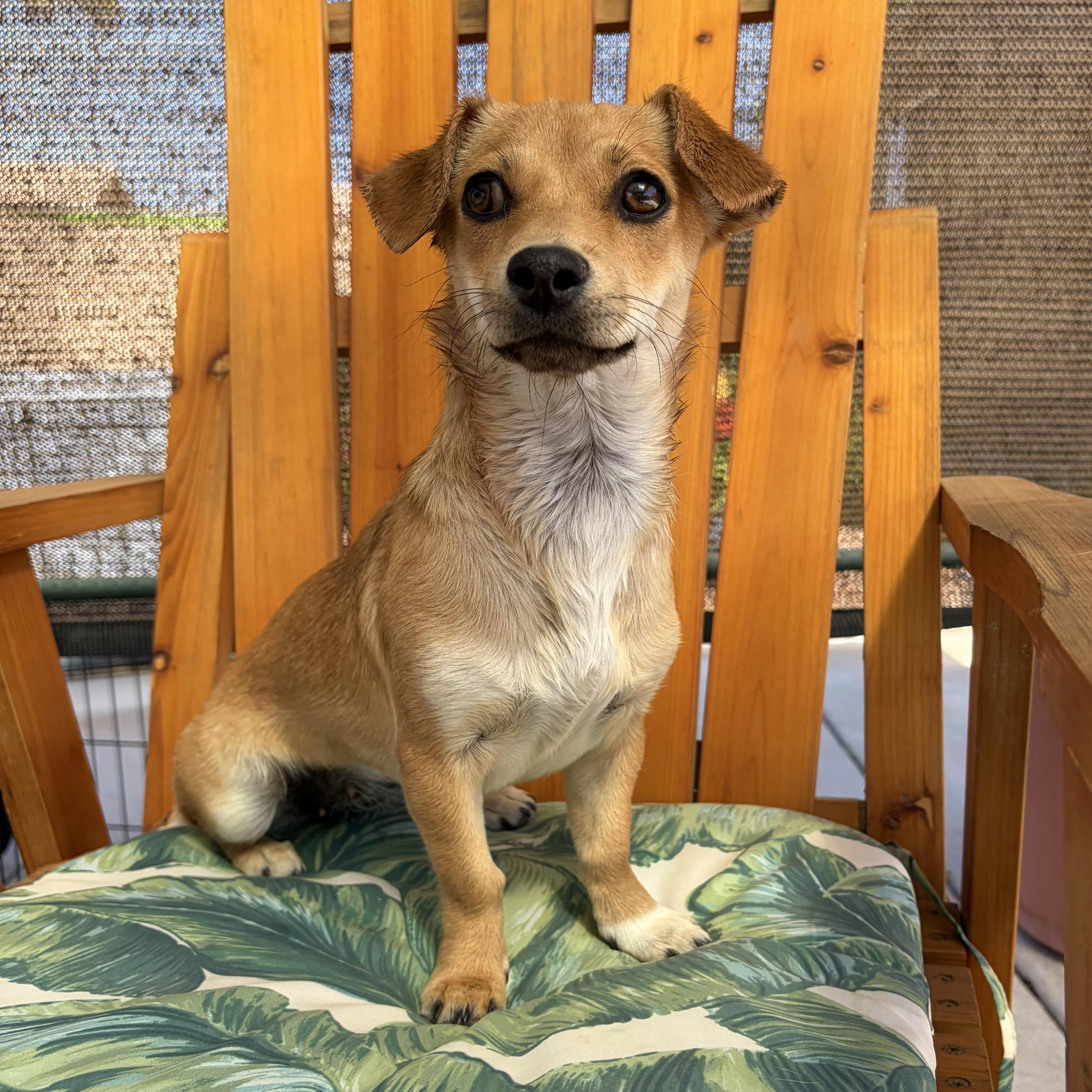 Enlarge Waffles, a Adoptable mixed breed in Phoenix, AZ image 1/6