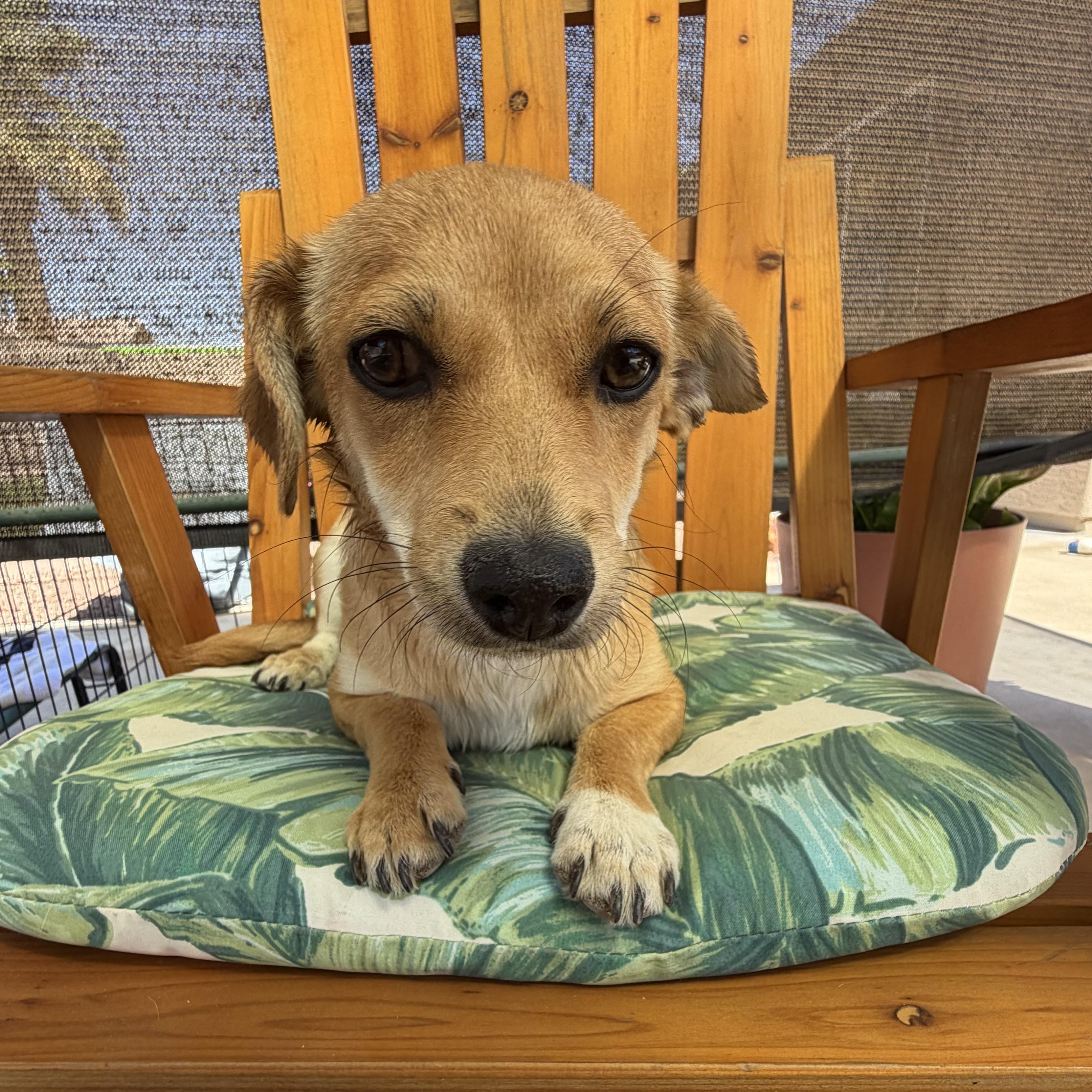 Enlarge Waffles, a Adoptable mixed breed in Phoenix, AZ image 5/6