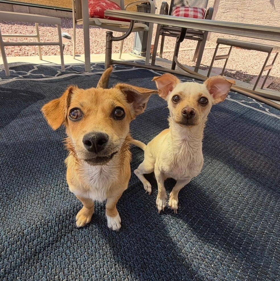 Enlarge Waffles, a Adoptable mixed breed in Phoenix, AZ image 6/6