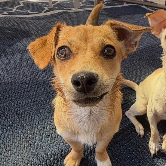 Enlarge Waffles, a Adoptable mixed breed in Phoenix, AZ image 2/6