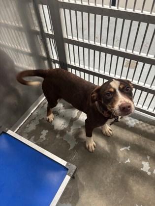 Enlarge Nacho, a Adoptable mixed breed in Violet, LA image 1/1