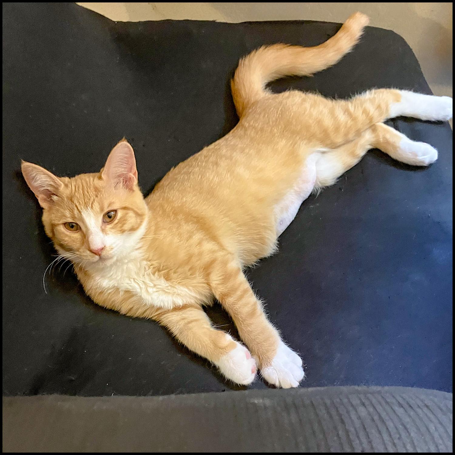 Jocelyn, Adoptable, Young Female Domestic Short Hair & Tabby.