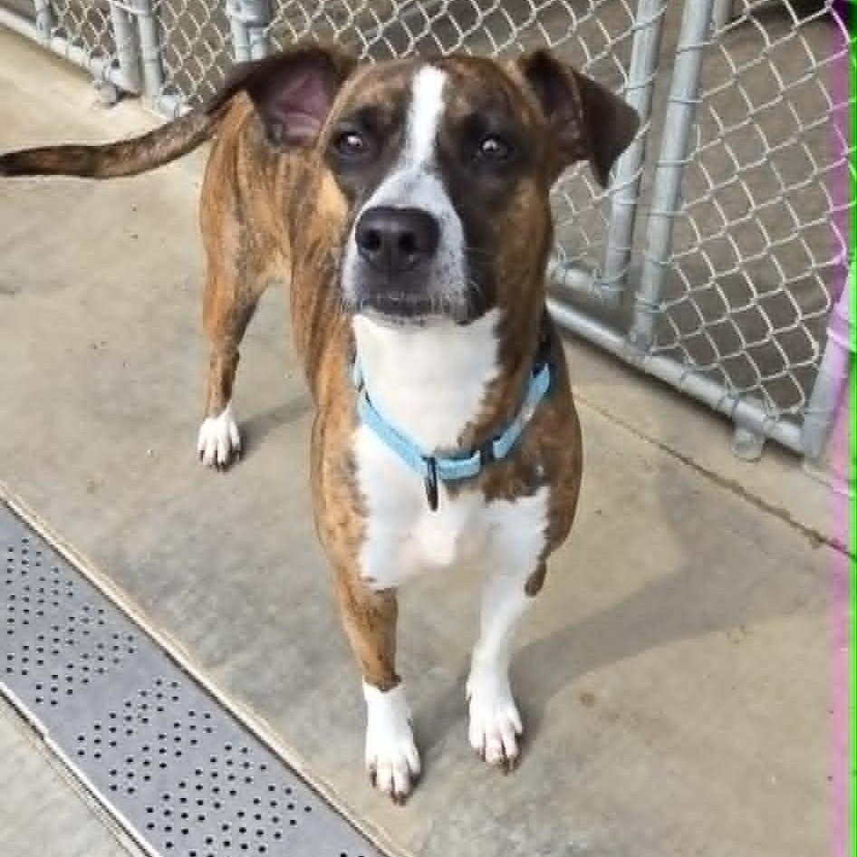 Kahlua, an adoptable mixed breed in Orange, VA image 1/2