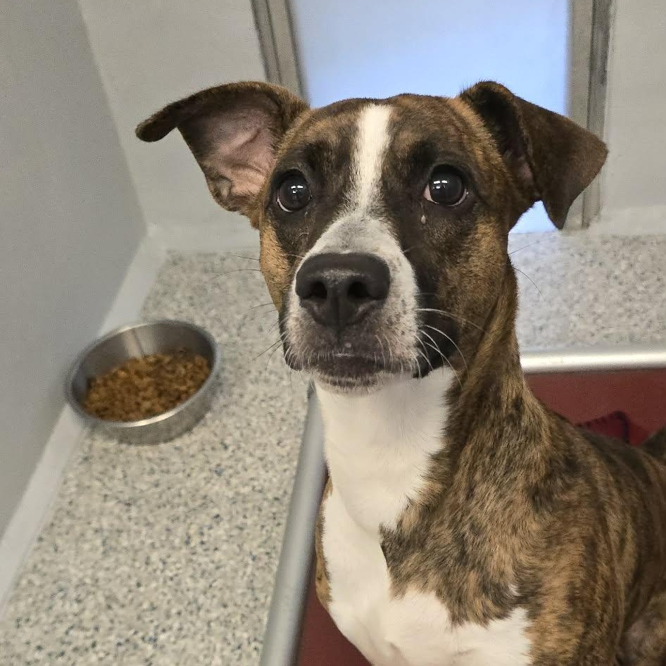 Kahlua, an adoptable mixed breed in Orange, VA image 2/2