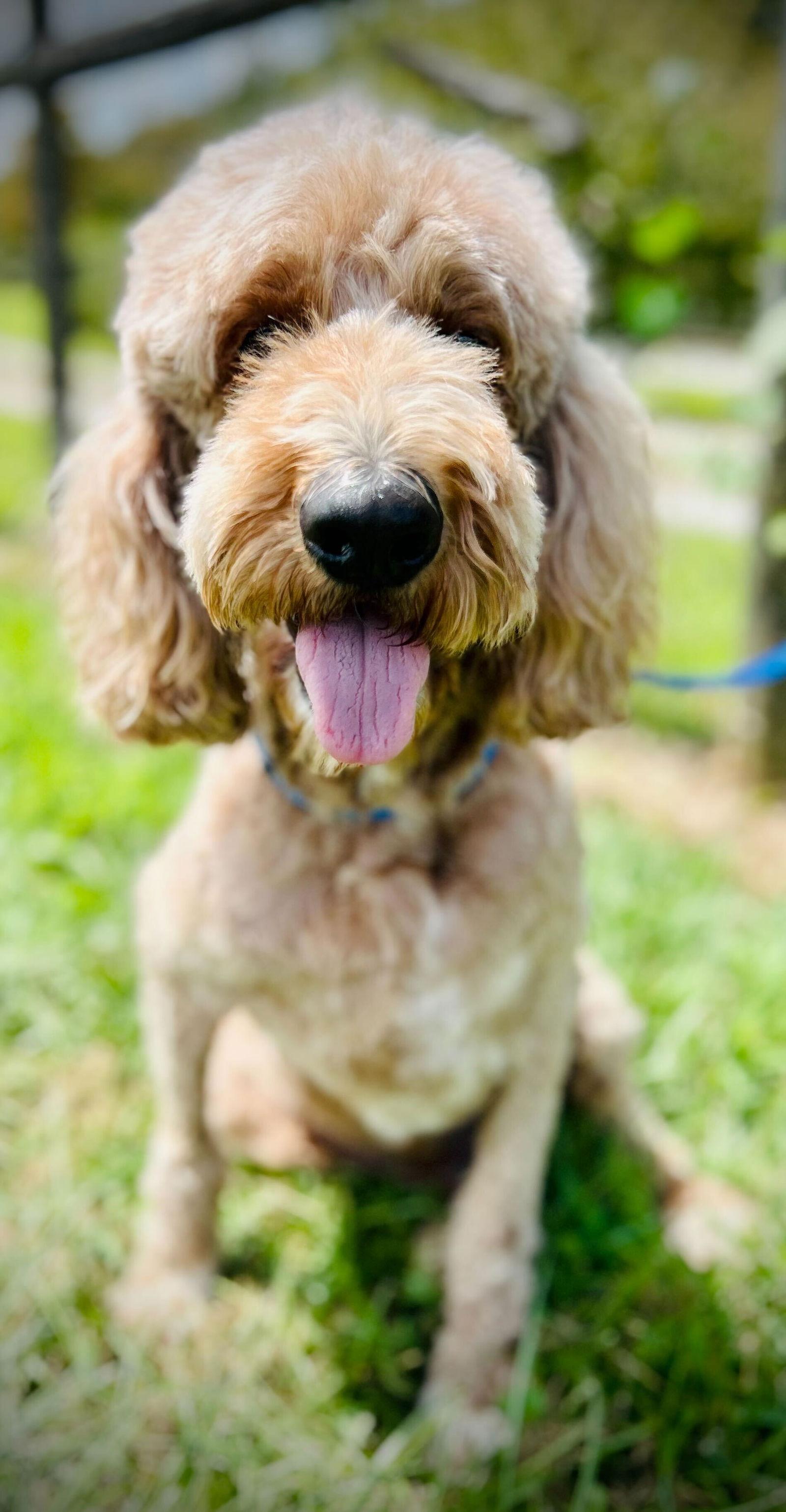 Enlarge A Lover - Trooper Dec 24, a Adoptable mixed breed in Pacolet, SC image 1/3