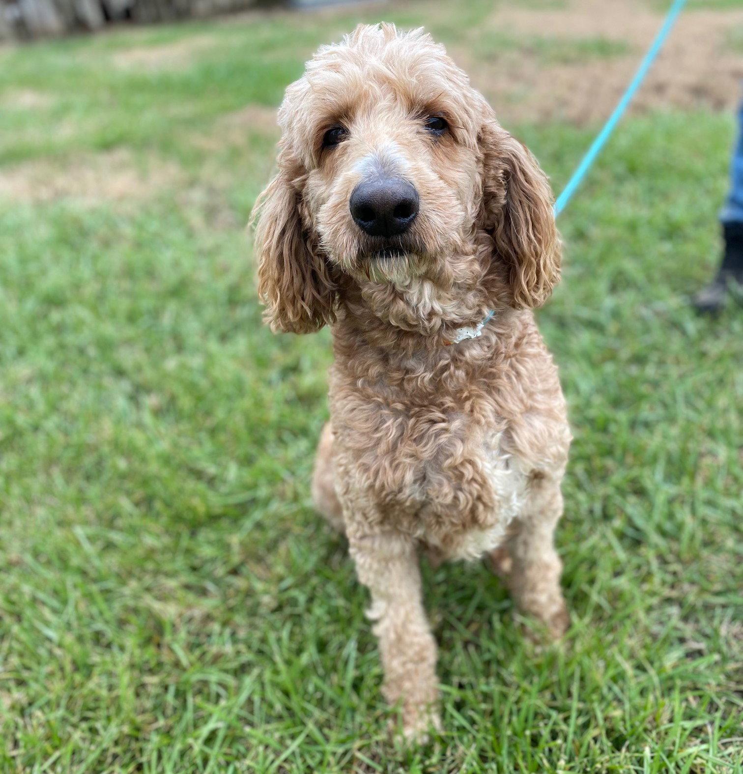 Enlarge Trooper Dec 24, a Adoptable mixed breed in Pacolet, SC image 1/3