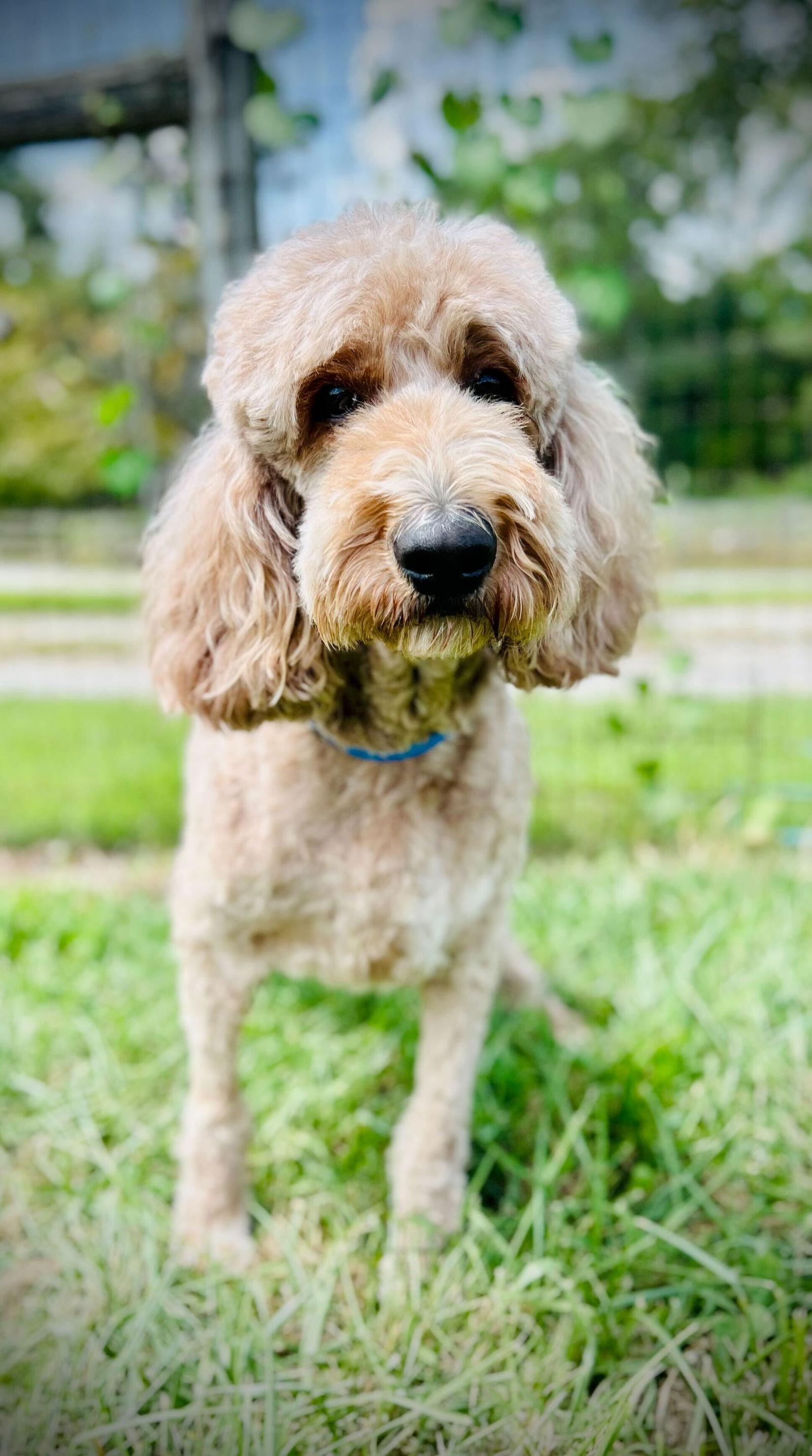 Trooper Dec 24, Adoptable, Adult Male Standard Poodle & Golden Retriever.