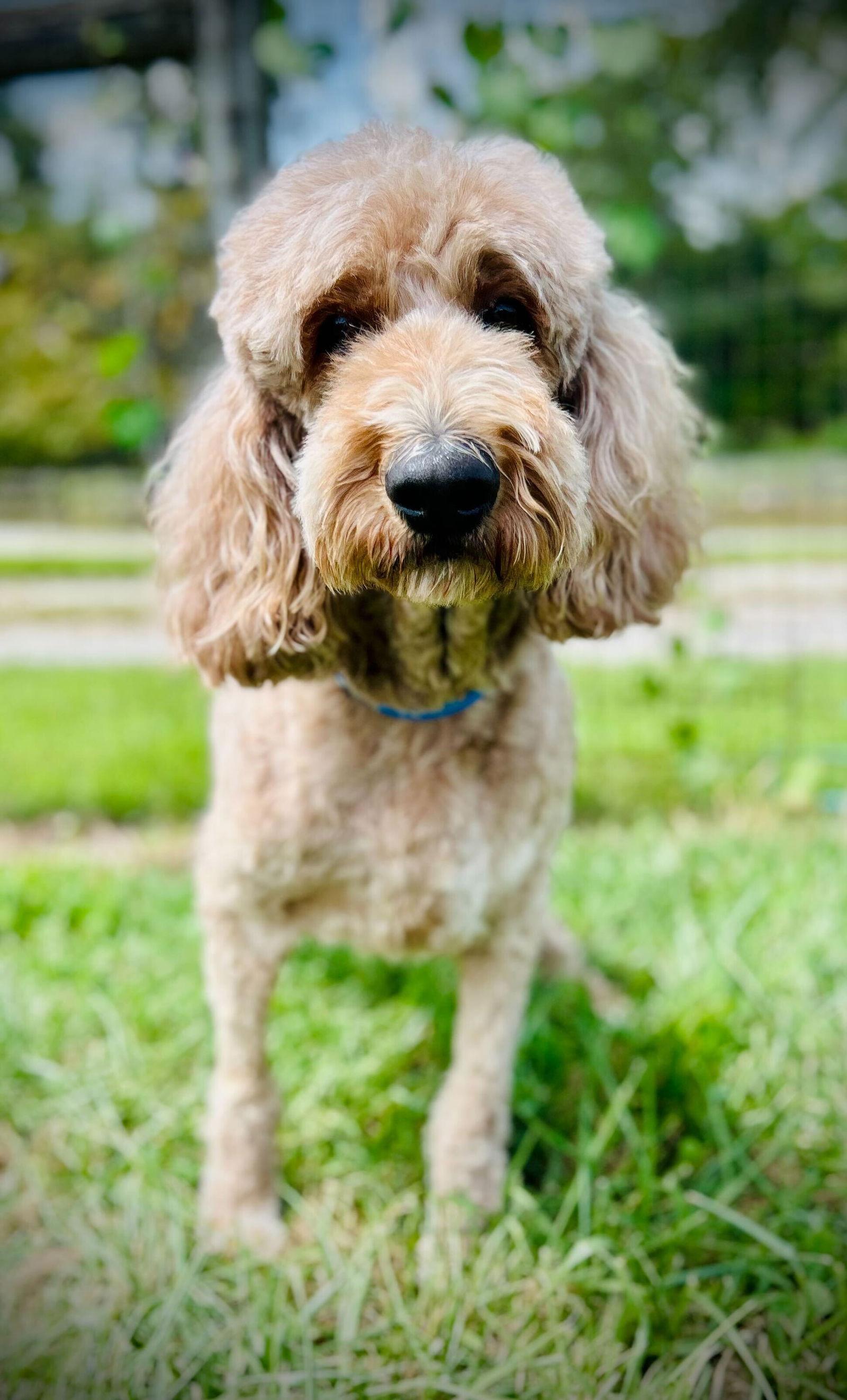 Standard Poodles for Adoption in Abbeville, South Carolina | Petfinder
