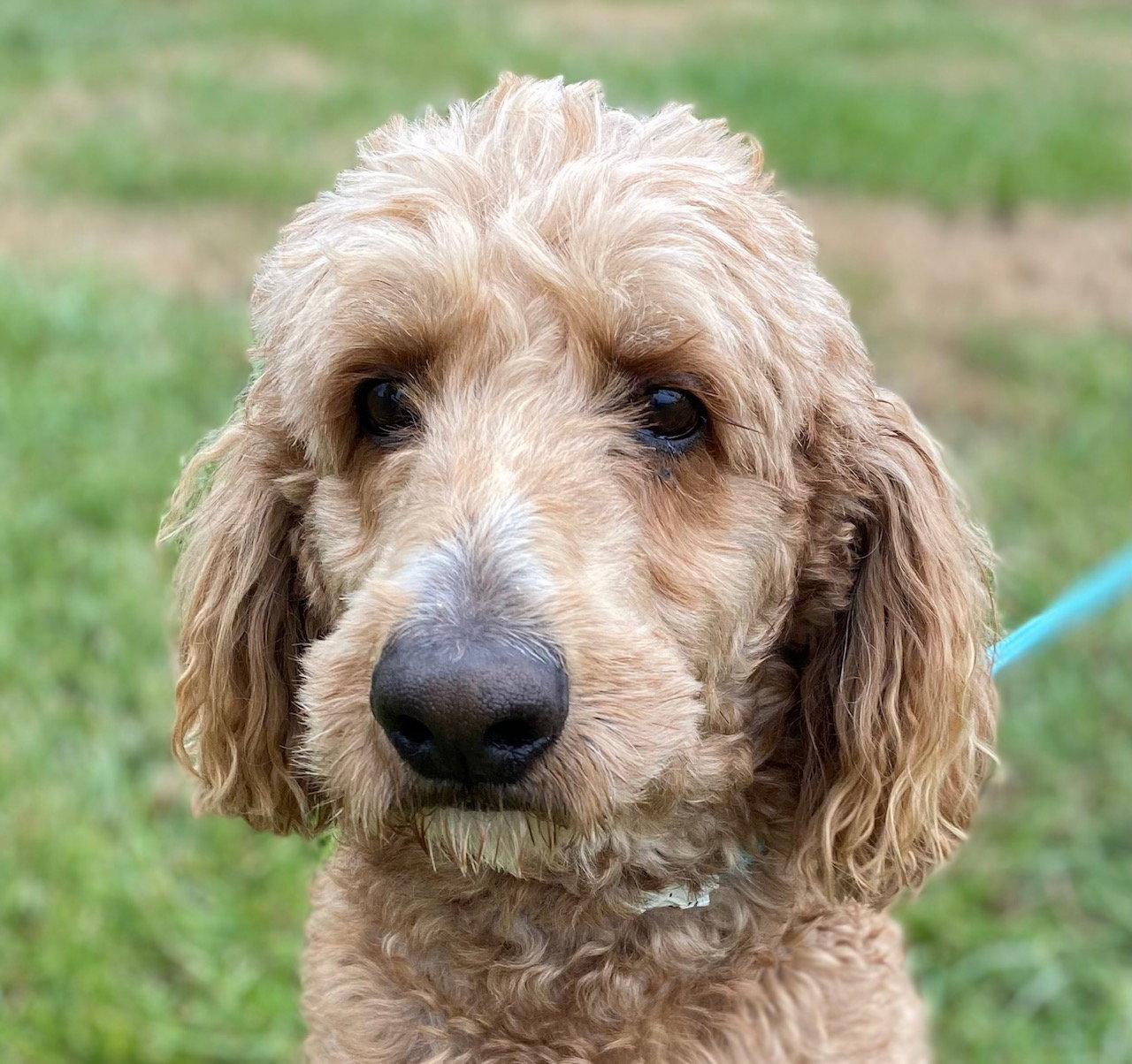 Enlarge Trooper Dec 24, a Adoptable mixed breed in Pacolet, SC image 2/3