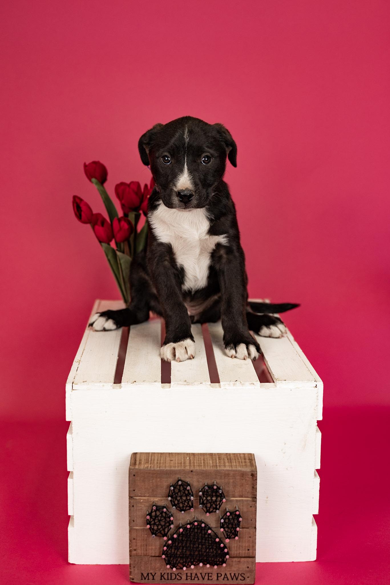 274-26, ADOPTABLE, Puppy Female Pit Bull Terrier.