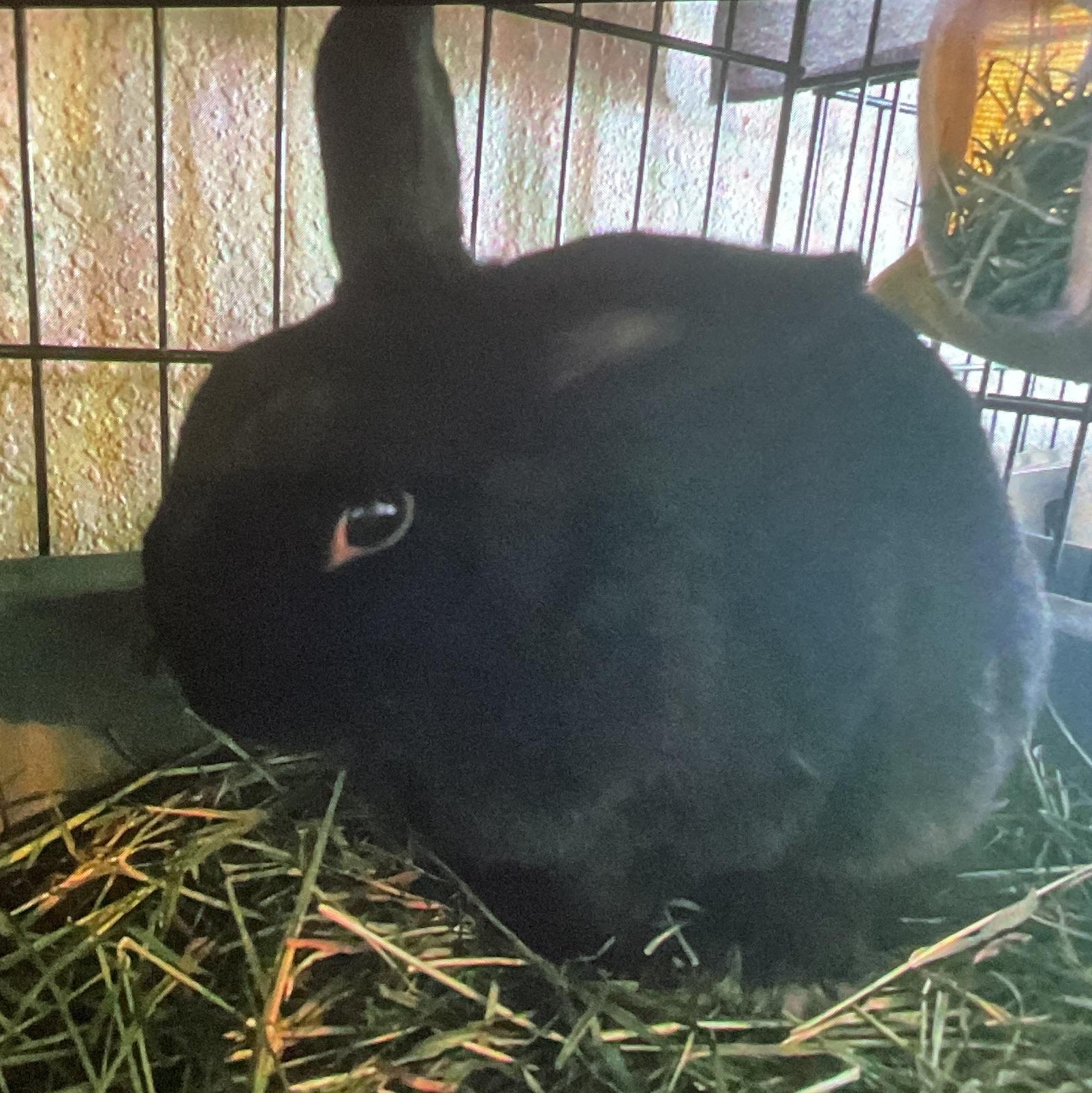Mocha , ADOPTABLE, Young Male Bunny Rabbit.