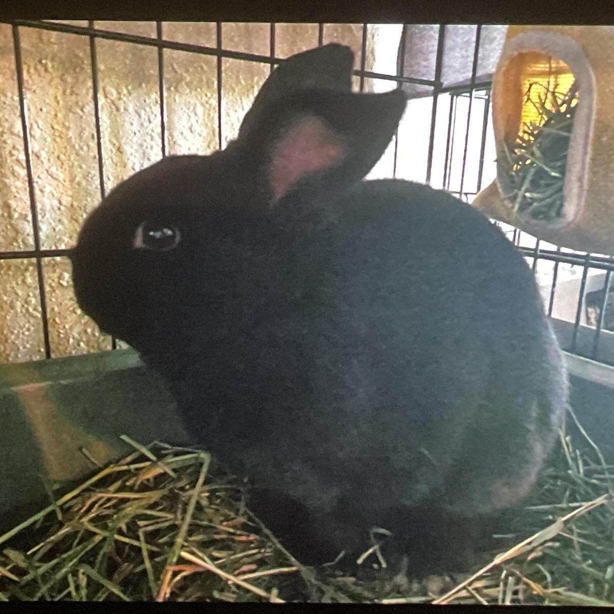 Enlarge Mocha , an adoptable mixed breed in FOLEY, AL image 2/3