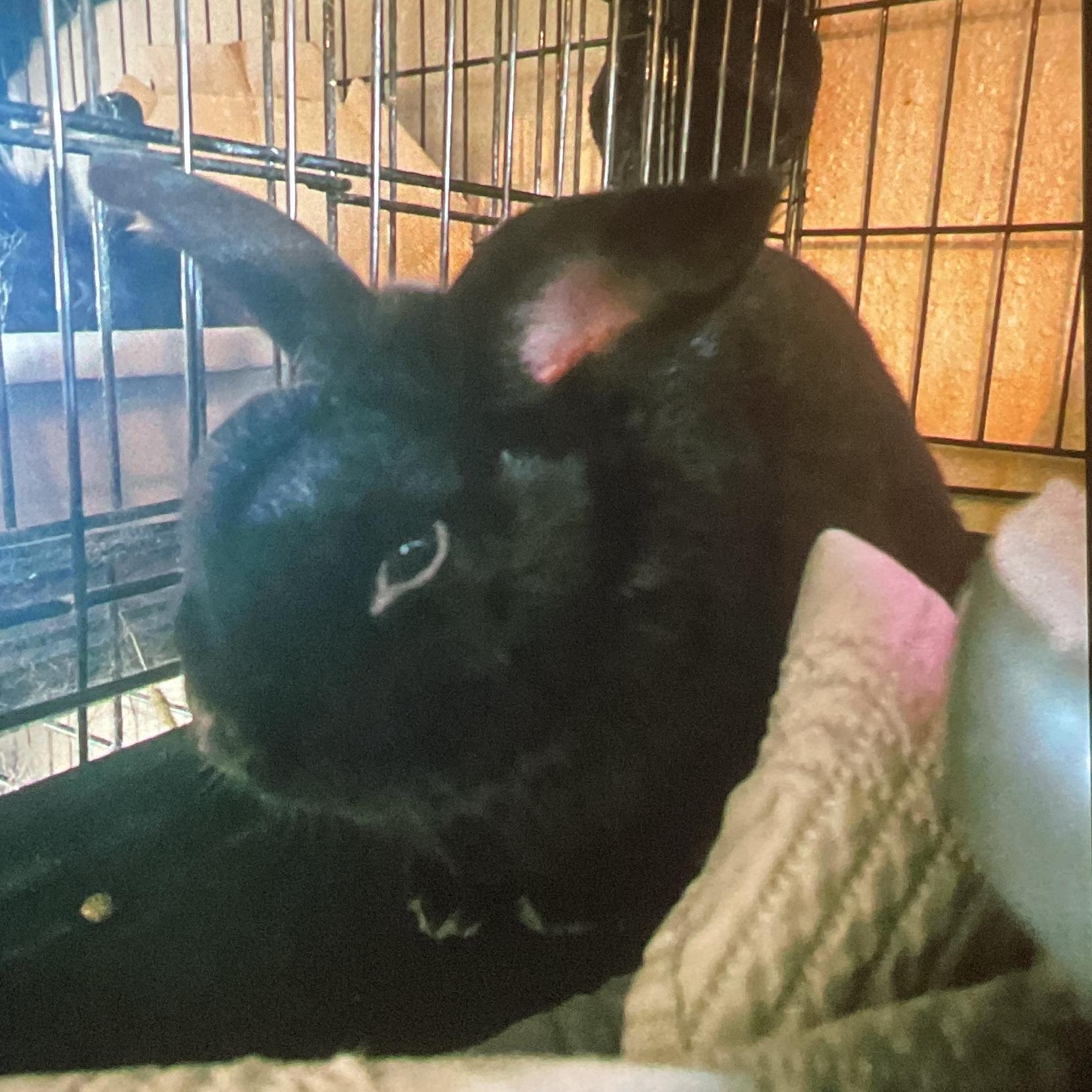 Enlarge Mocha , an adoptable mixed breed in FOLEY, AL image 3/3