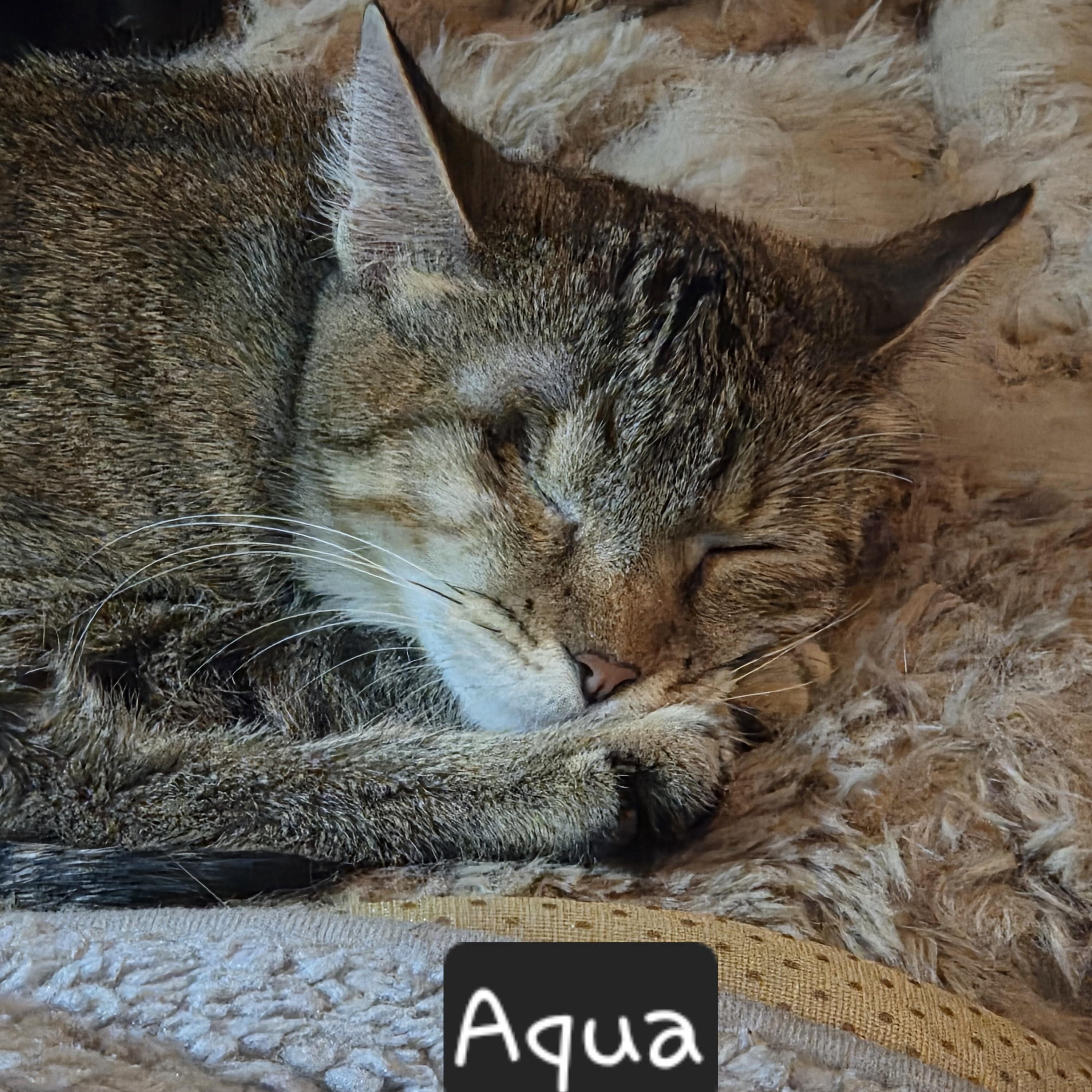 Enlarge Aqua, a ADOPTABLE Tabby in Dallas, TX image 2/3