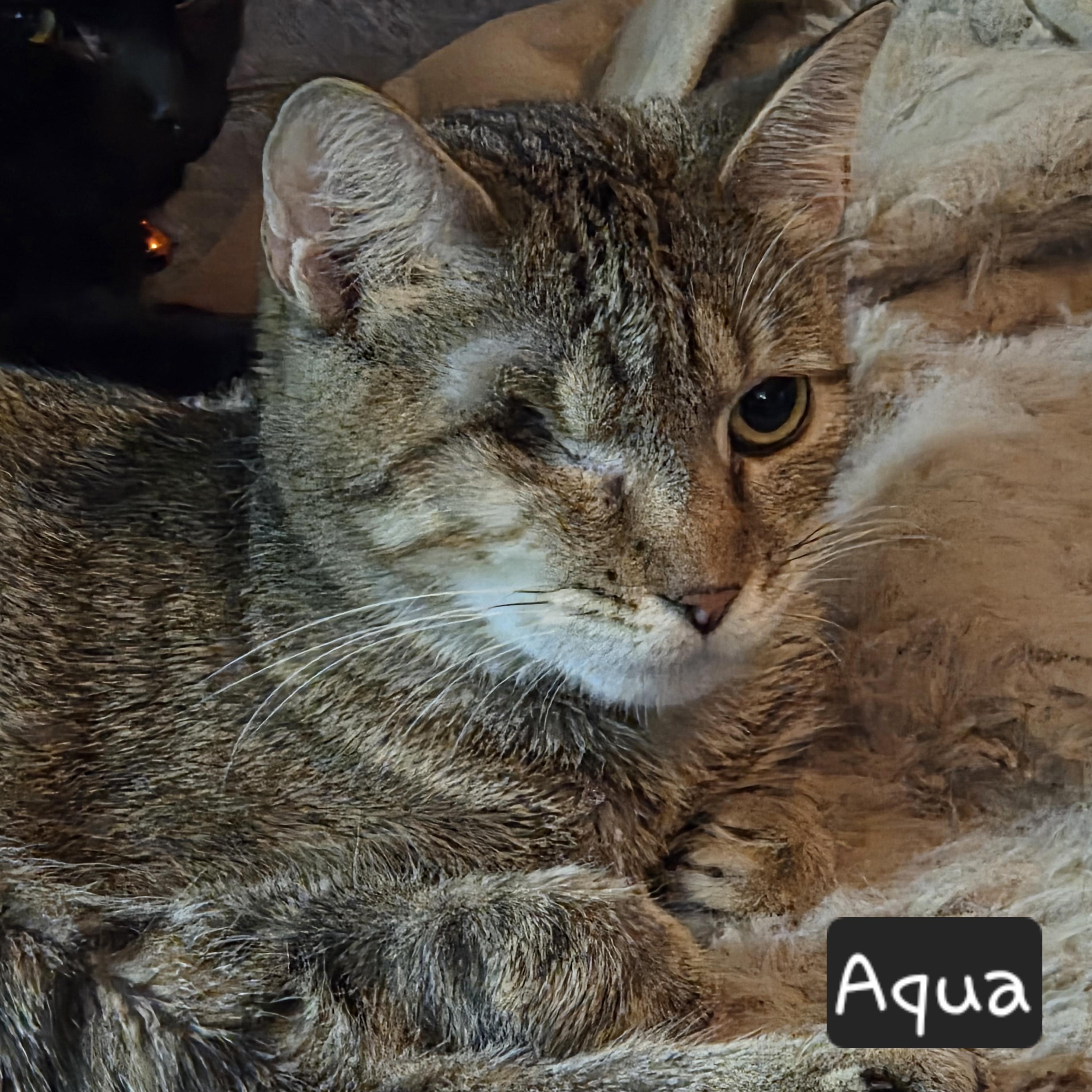 Enlarge Aqua, a ADOPTABLE Tabby in Dallas, TX image 3/3