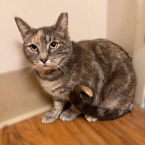 Enlarge Sage, a ADOPTABLE Domestic Short Hair in Medina, OH image 1/1