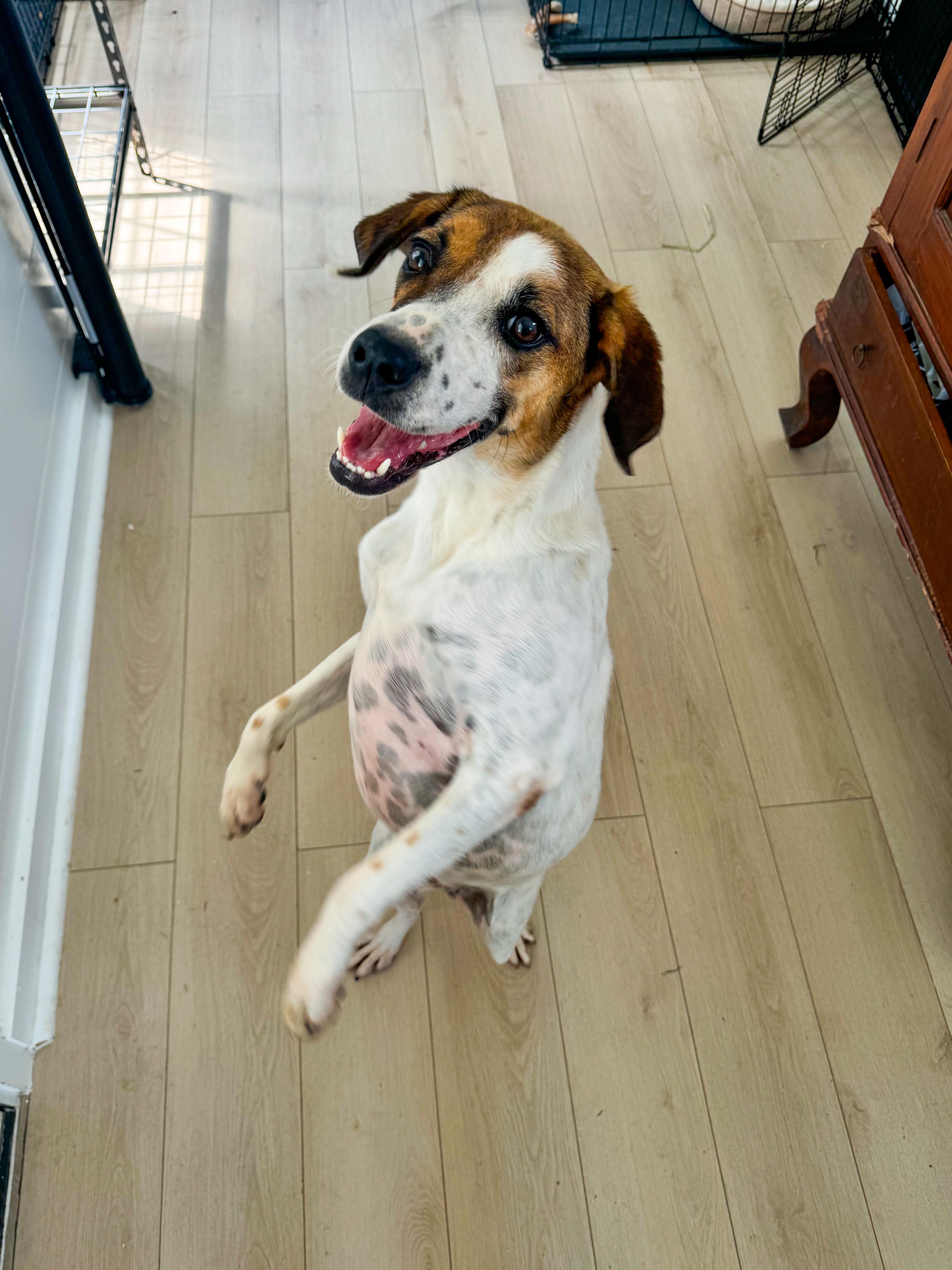 Josie, a Adoptable mixed breed in charleston, SC image 4/4