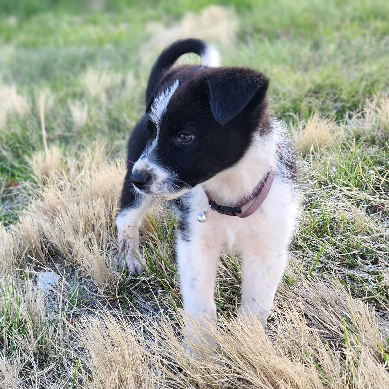 Enlarge Dugan, a ADOPTABLE mixed breed in Marfa, TX image 2/6