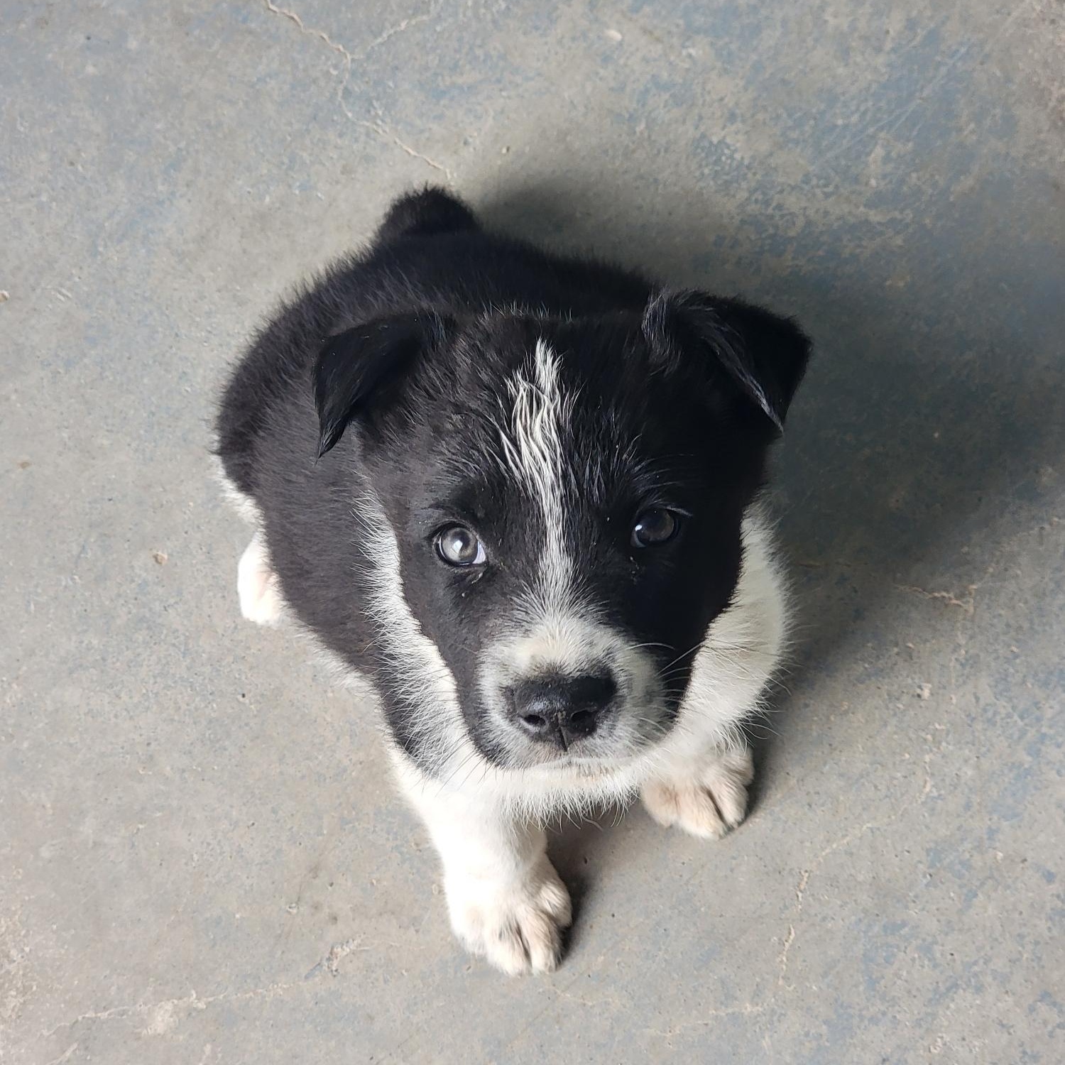 Enlarge Dugan, a ADOPTABLE mixed breed in Marfa, TX image 4/6